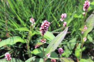 Persicaria maculosa (2) (1200 x 800)8